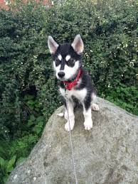 Female Husky Pup