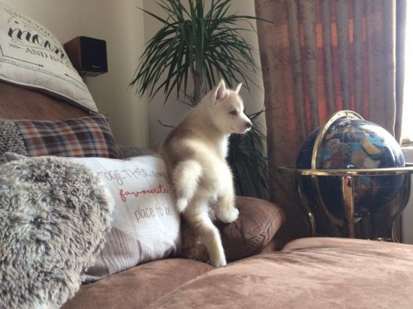 Siberian Husky Puppies