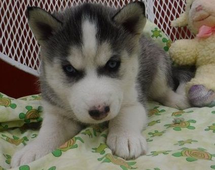 Akc Siberian husky for now home