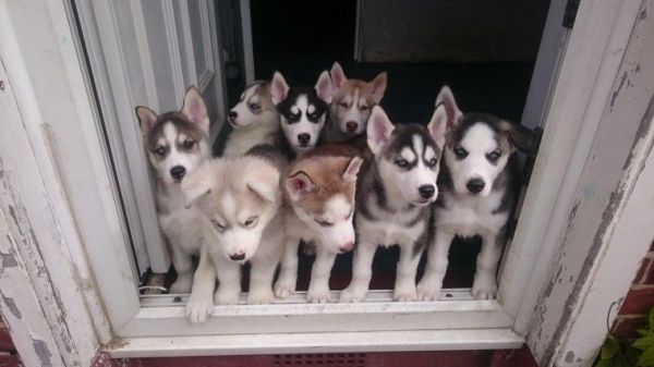 Siberian Husky Puppies kc