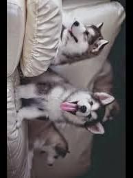 Super Healthy Siberian husky puppies For adoption Text(***) ***-***3