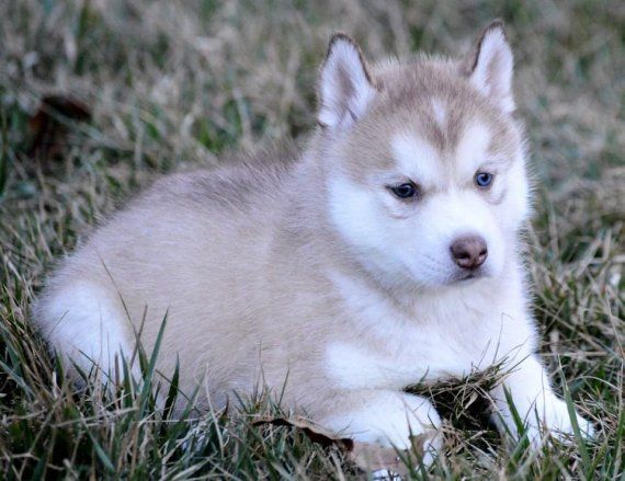 Siberian Husky Puppies For Sale