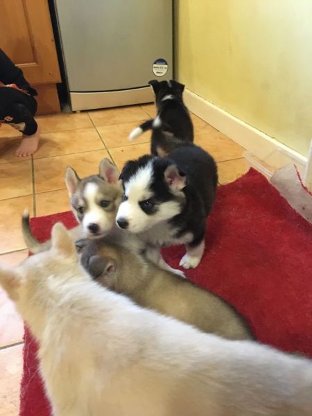 siberian husky pups available