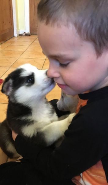Full Siberian Husky Puppies