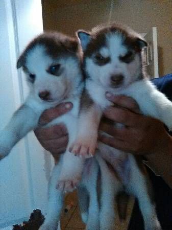Siberian Husky Puppies