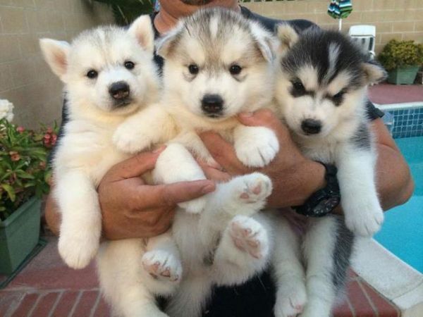 siberian husky puppies