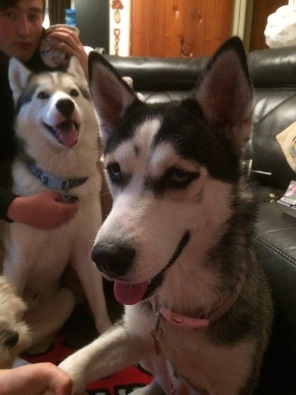 Stunning, Energetic, Loving 18 Month Old Female