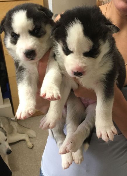 Gorgeous Siberian husky puppies