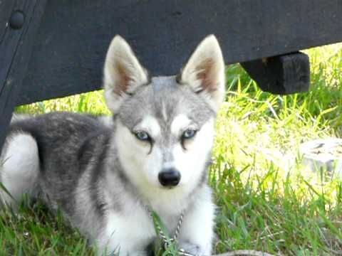 cute siberian husky puppies for adoption....