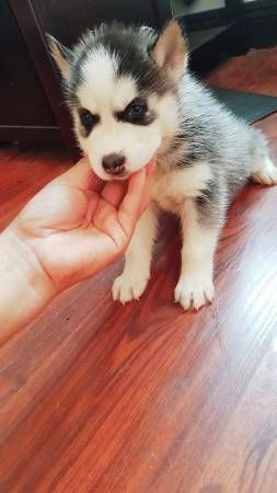Siberian Husky Puppies