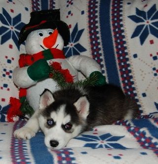 Siberian Husky Puppies