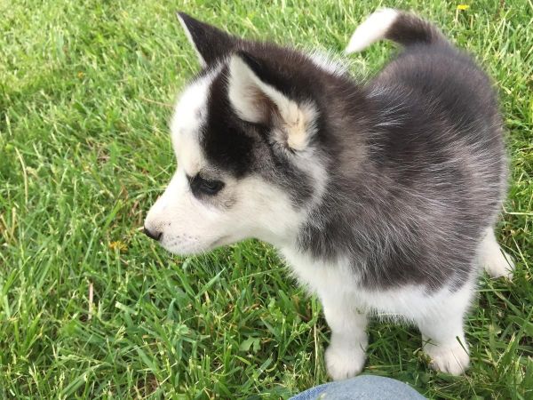 Home raised, well socialized and very healthy male and female husky