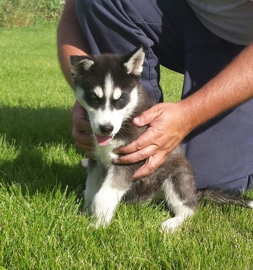 Akc Siberian husky puppy.