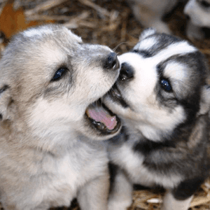 Siberian husky puppies for sale