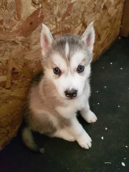 Stunning Siberian Huskies For Sale