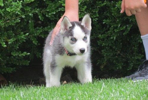 Beautiful AKC liter of Huskie puppies