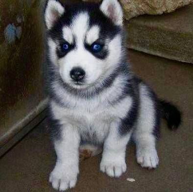 Siberian Husky Puppies for Sale