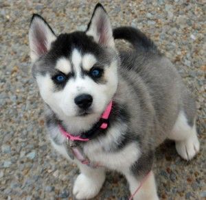 Siberian Husky Puppies For Re-homing