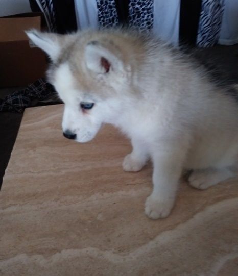 Outstanding Siberian Husky puppies ready ***