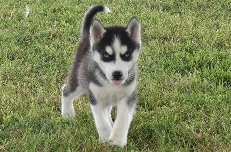 Beautiful Siberian Husky