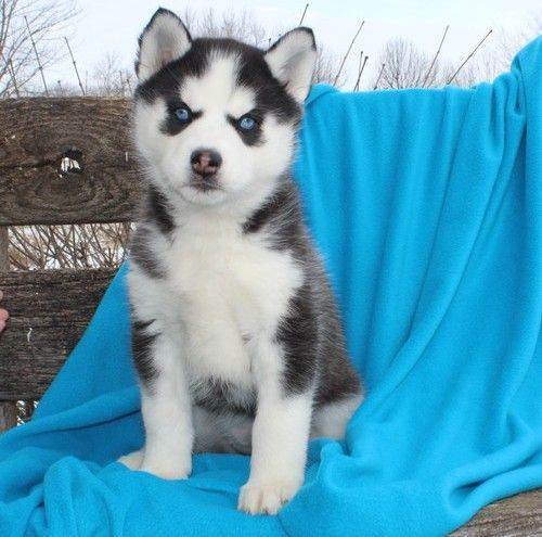 Siberian Husky puppies for sale