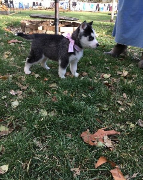 Siberian Husky puppies