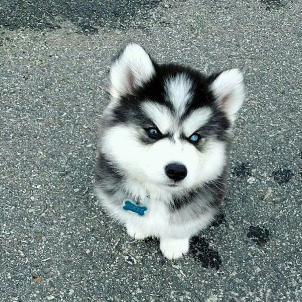 husky puppies available...Text..(***) ***-***7