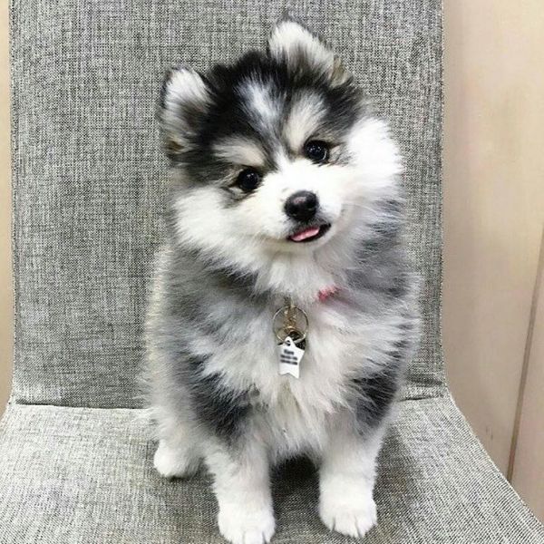 husky puppies available for good homes...Text...(***) ***-***7