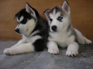 Cute Black And White Siberian Husky Puppies Available