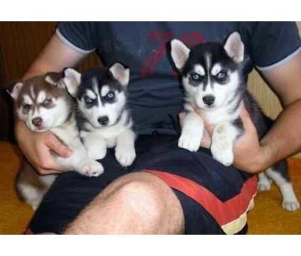 Gorgeous Siberian husky puppies