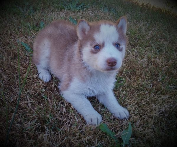 Siberian Husky Puppies