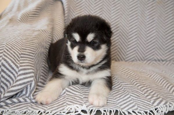 Husky X German Shepherd