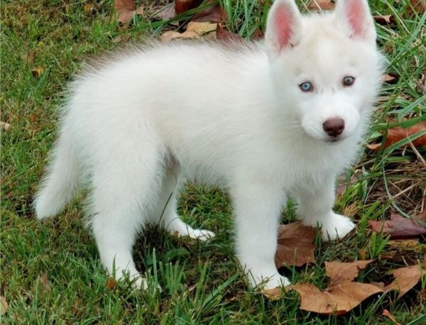 AKC REGISTERED SIBERIAN HUSKY PUPPIES FOR SALE (***) ***-***8