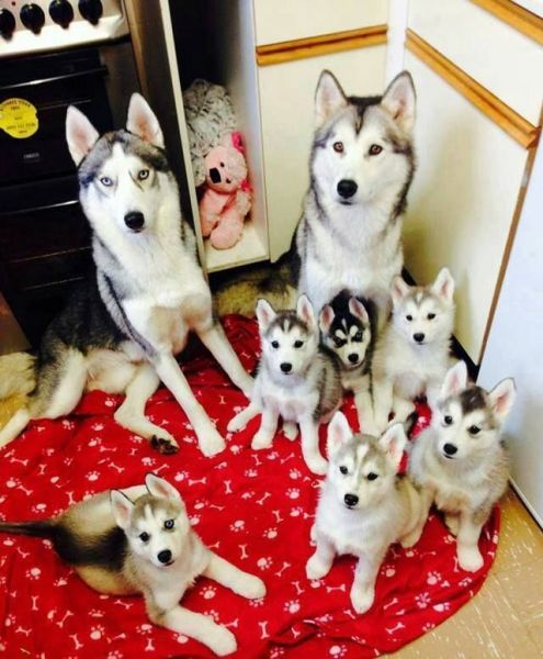 Beautiful Siberian Husky Puppies