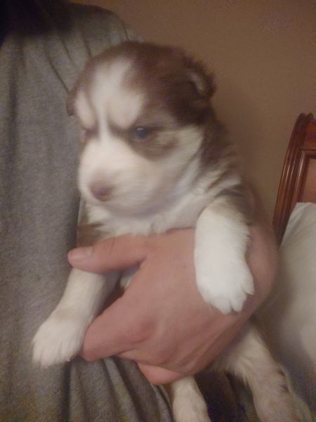 Siberian husky Akc. Christmas puppies!!