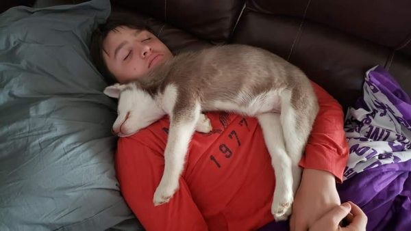 Female Husky 8 months old WITH PAPERS