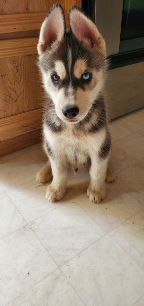 Siberian husky