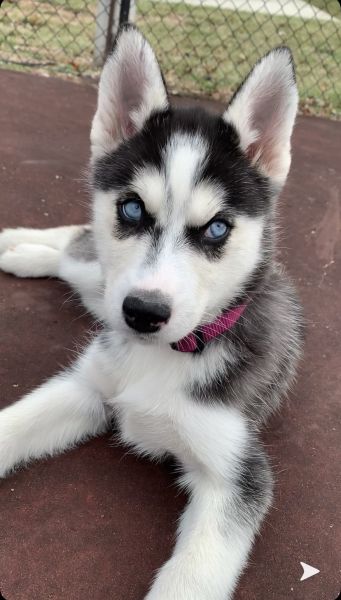 Husky puppy for sale