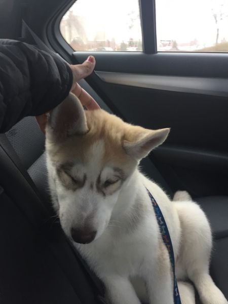 Max husky white red blue eyes