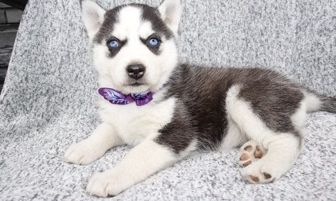 lovely litter of gorgeous Siberian Husky Pups