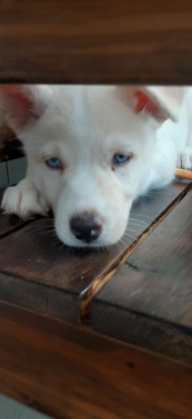 Purebred siberian husky female,whiteblueeyes. Fe. 8wks.