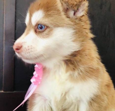 pure-breed husky and the rehoming fee