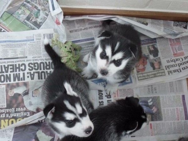 Gorgeous blue Siberian husky puppies