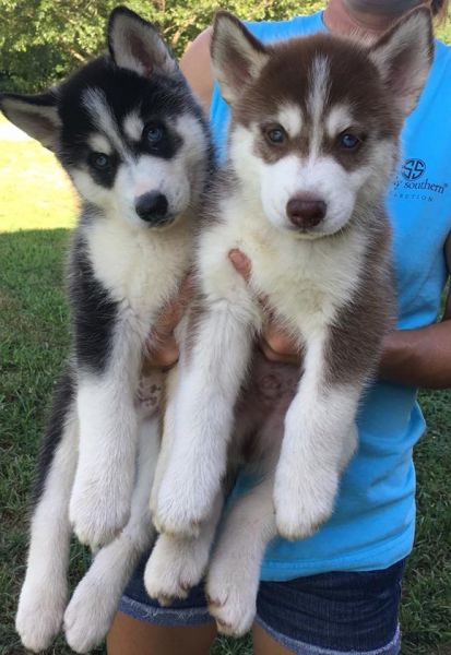 Beautiful Siberian Husky pupps for sale