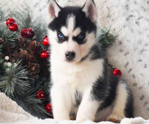 Soft brilliant akc Siberian Husky puppies.