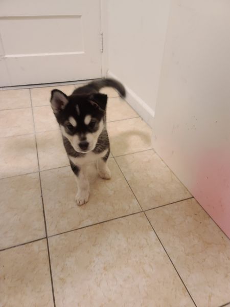 2 month husky for sale
