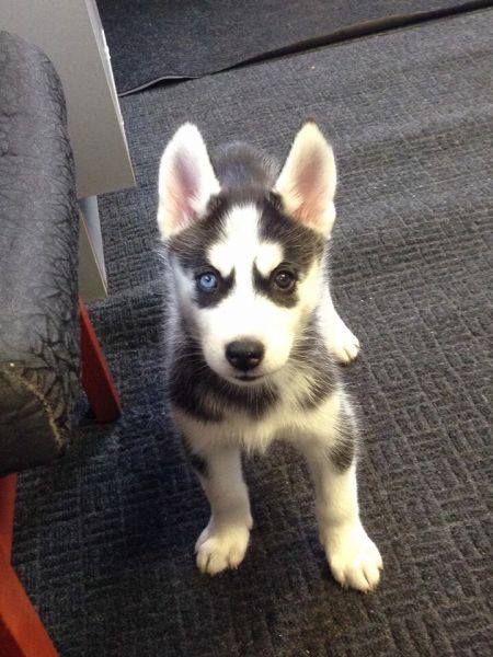 Gorgeous YSIBERIAN YHUSKIES ready to go home