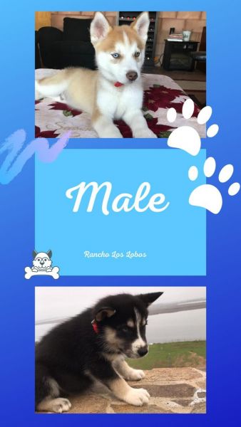 Siberian Husky Puppy