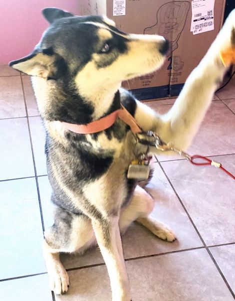 Luna (Siberian Husky) for Sale