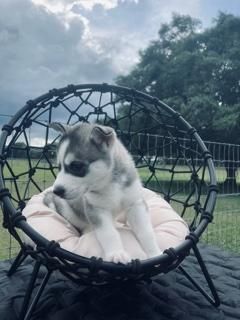 Siberian Husky Puppy